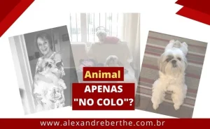 Animal Colo Condominio